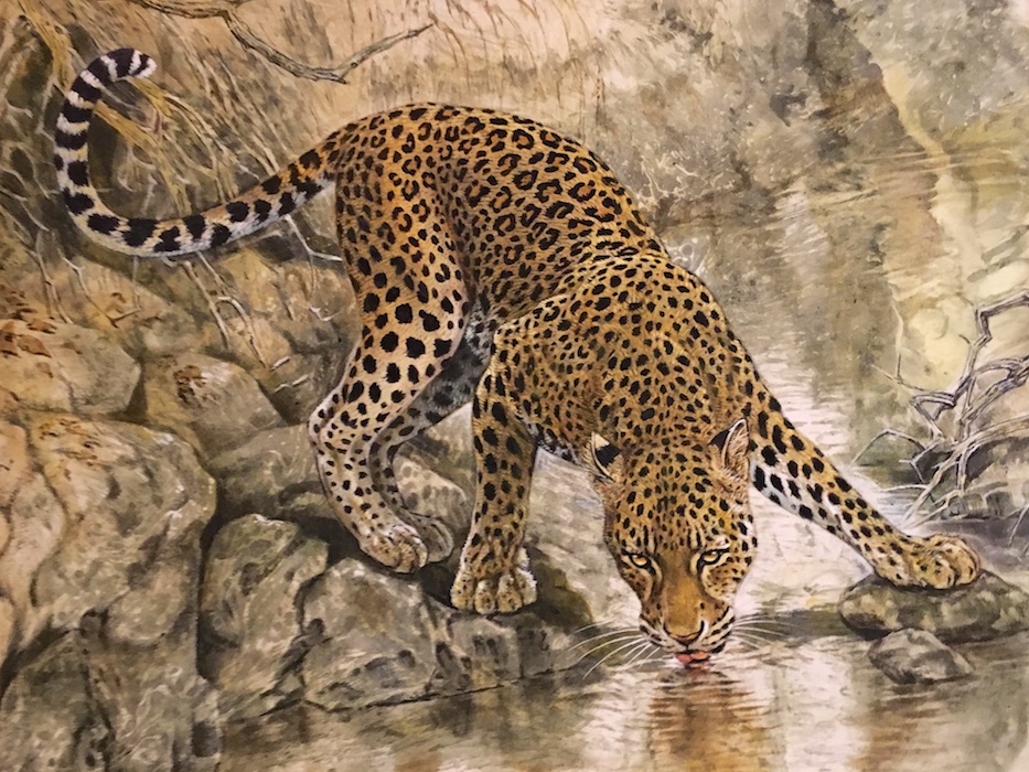 Voller Grazie trinkt der Leopard und bewundert sein Spiegelbild 